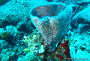 Malendure - îlet Pigeon